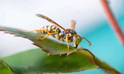 Guêpe