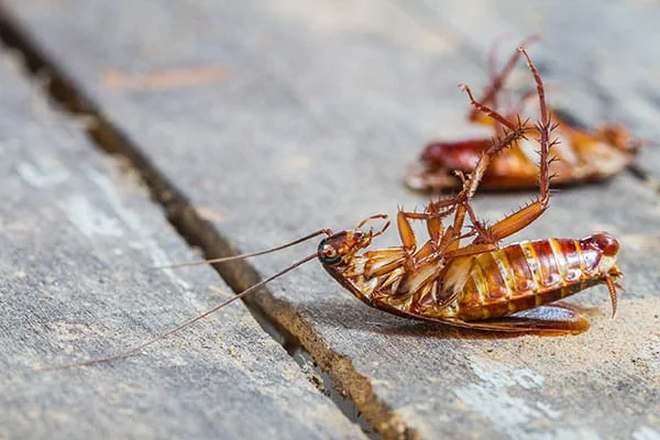 Cafards mort sur le plancher en bois